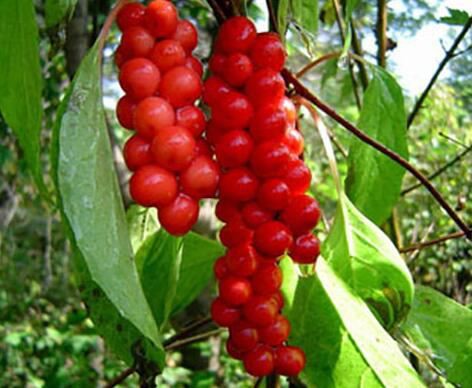 Schisandra Extract