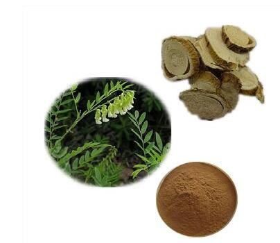 Sophora Flavescens Extract-1