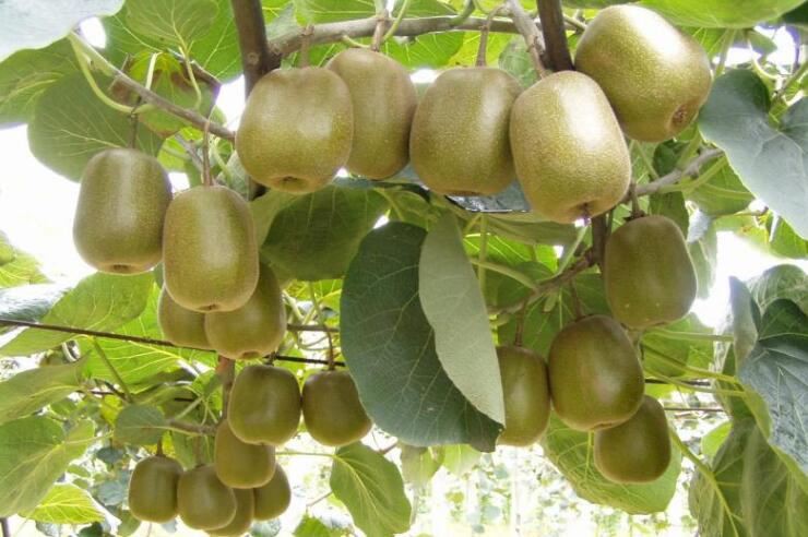 Kiwifruit Extract