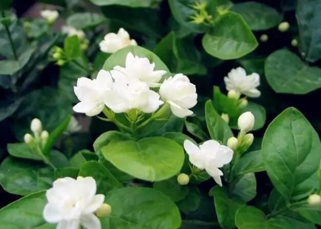 Jasmine flower extract