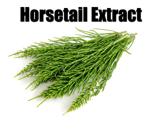 Horsetail Extract