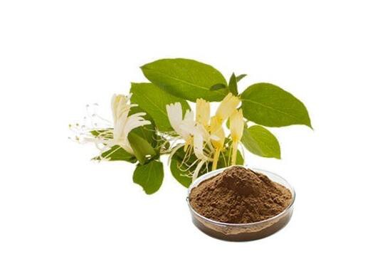 Honeysuckle Flower Extract