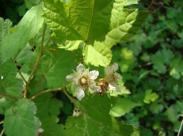 Hawthorn Leaf Extract