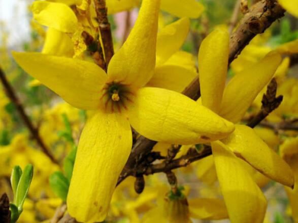 Forsythia Suspensa Extract