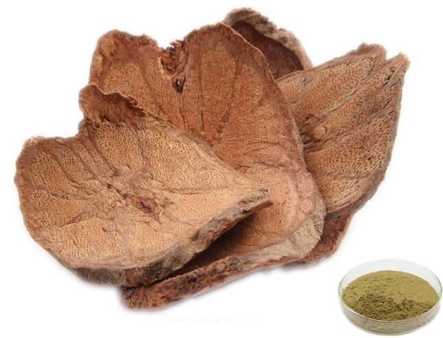 Eucommia Bark Extract