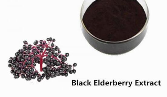 Black Elderberry Extract