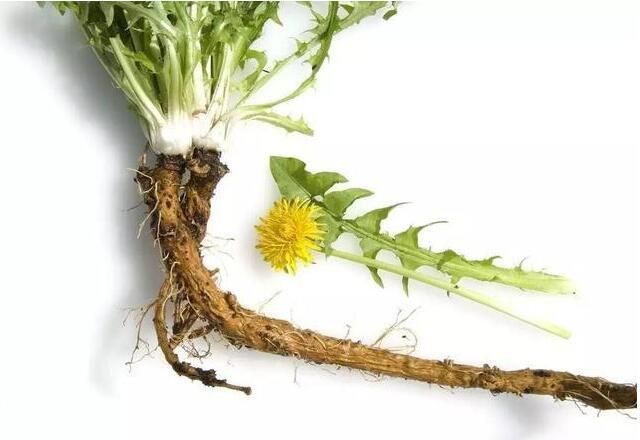 Dandelion root extract