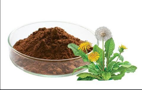 Dandelion root extract-1