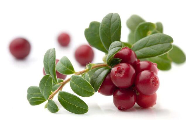 Cranberry Extract