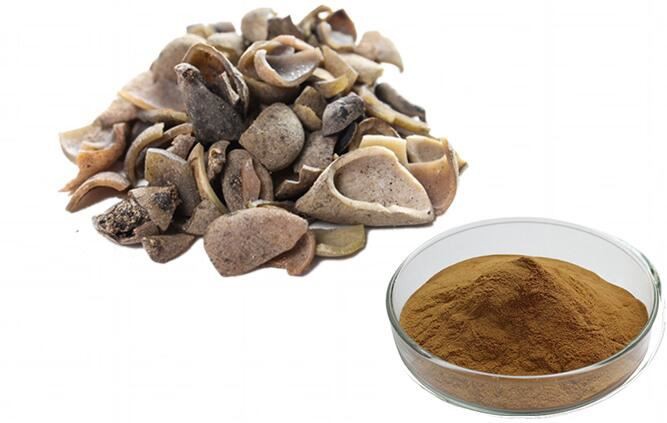 Galla Chinensis Extract