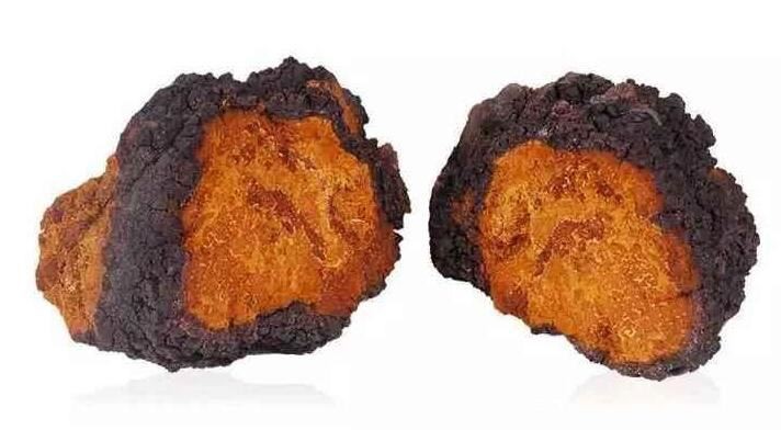 Chaga Mushroom Extract