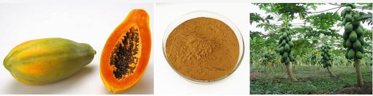 Papaya Fruit Extract