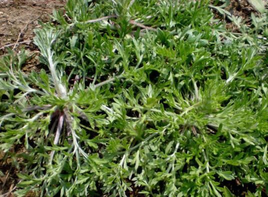 Capillary Wormwood extract