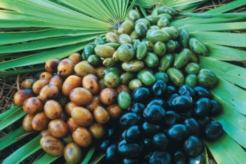 Saw Palmetto Extract benefits