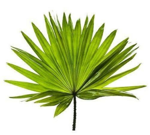 Saw Palmetto Standardized Extract-1