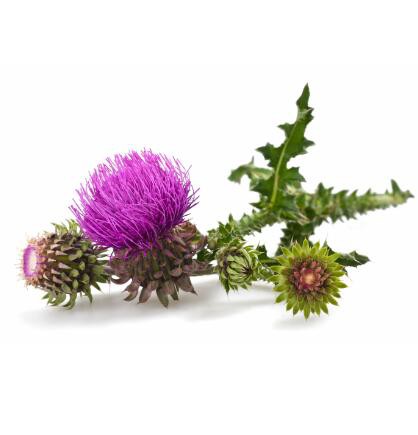 Organic Milk Thistle Powder