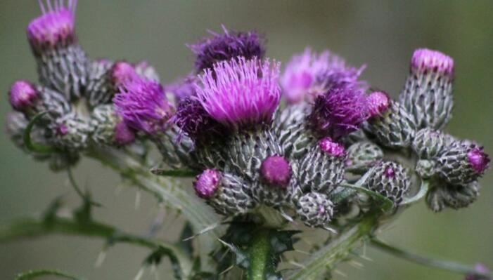 Milk Thistle Powder Benefits