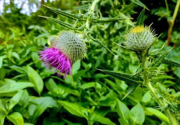 Milk Thistle Seed Powder Benefits