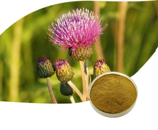 Silybum Marianum Extract-1