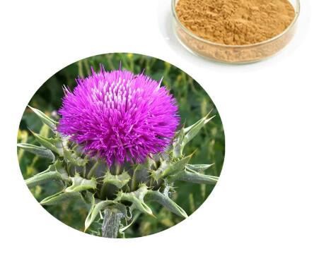 Milk Thistle Standardized Extract-1