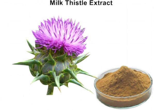 Powdered Milk Thistle-1