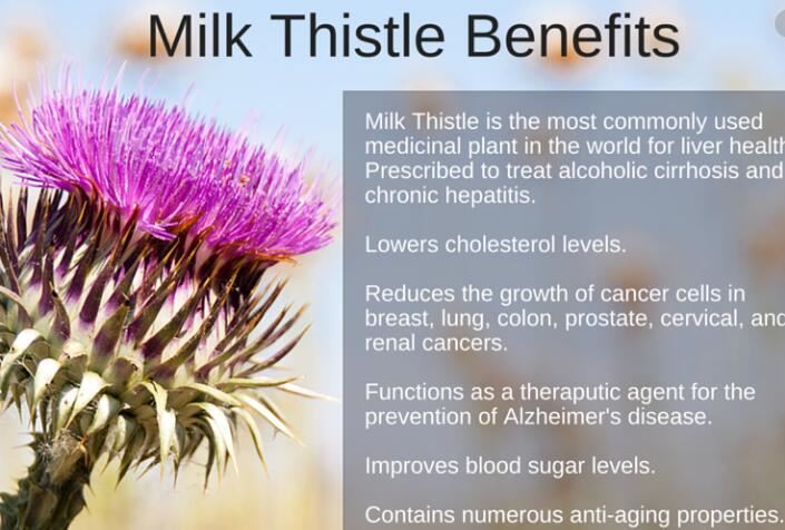 Powdered Milk Thistle benefits