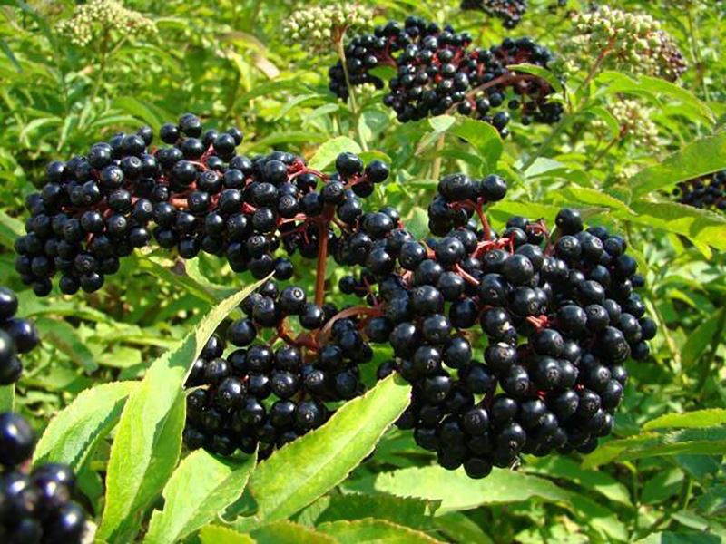 Elderberry Extract Powder-1