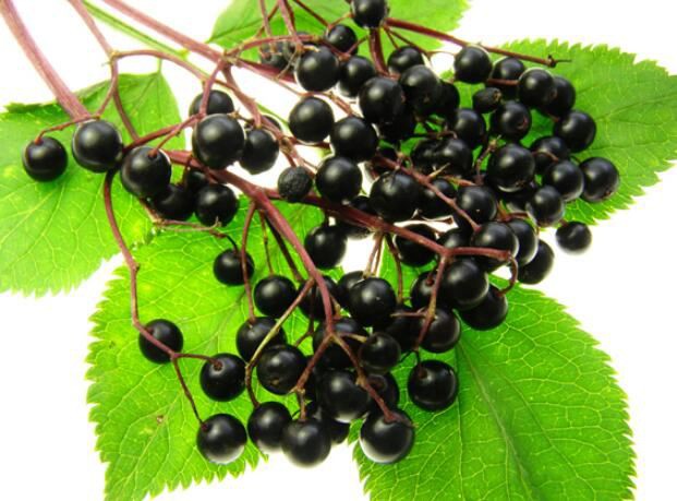 Elderberry Powder benefits