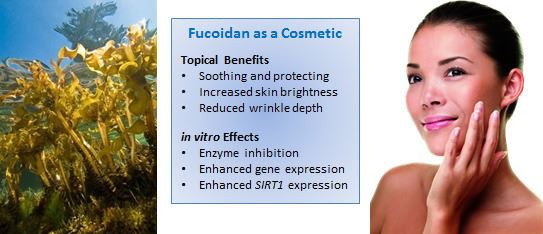 Fucus Extract Benefits