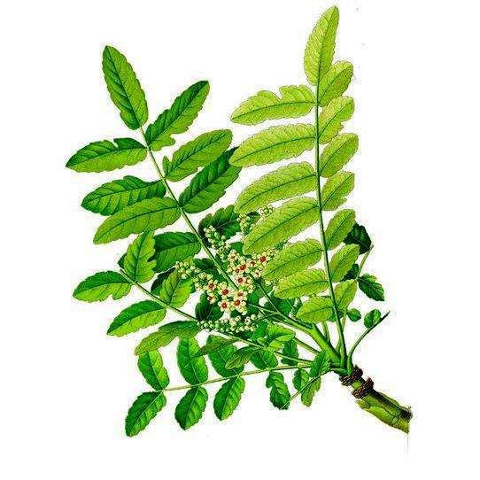 Boswellia Extract benefits