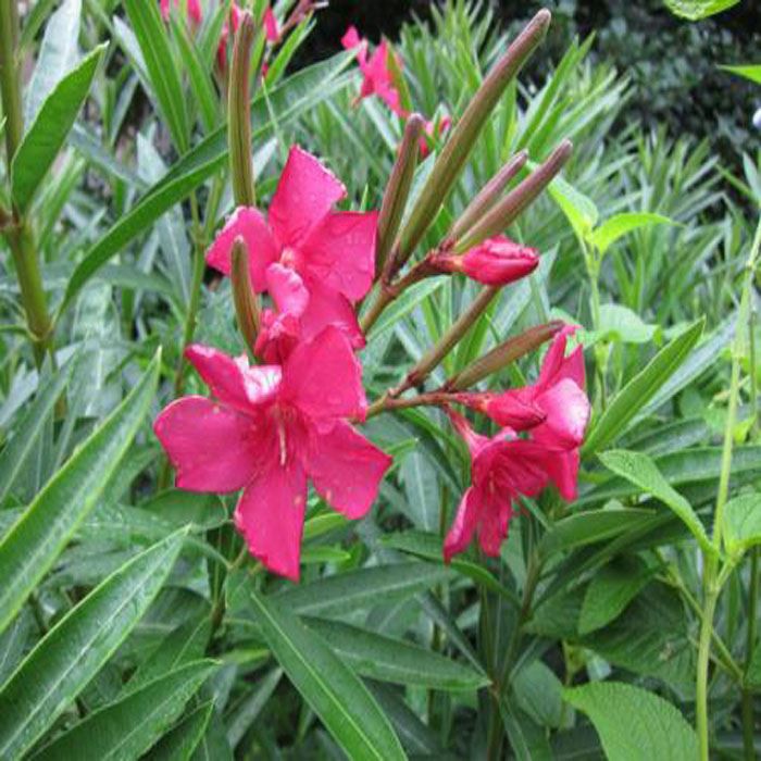 Oleander Extract-1