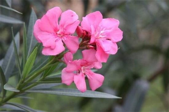 Nerium Oleander Extract