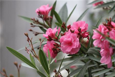 Oleander Leaf Extract-1.jpg