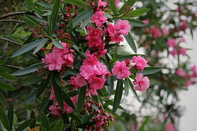 Oleander extract for sale.png