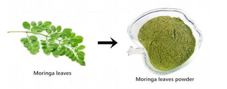 Organic Moringa Leaf Powder-1.png