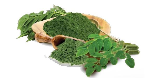 Best Moringa Powder-1