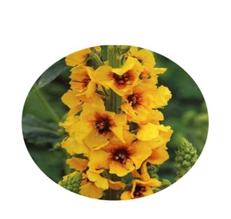 Mullein Leaf Powder-2.png