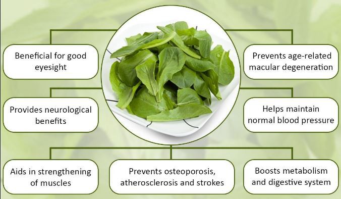 Spinach Extract for Weight Loss Benefits.png