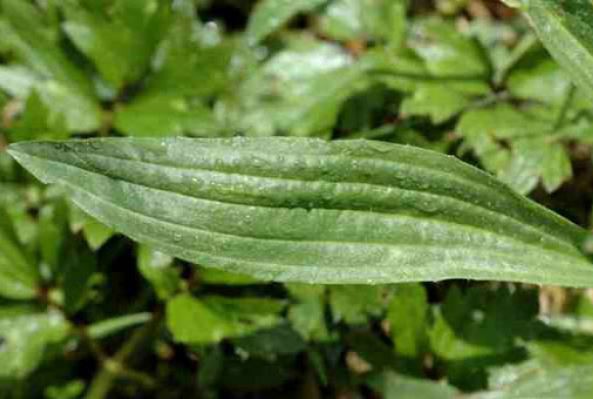 Plantago Lanceolata Leaf Extract-1