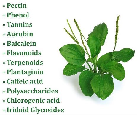 Plantago Lanceolata Leaf Extract Benefits