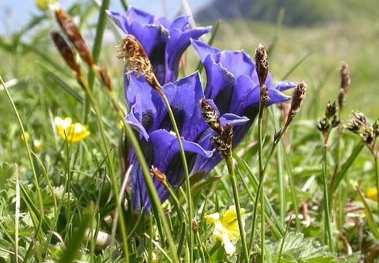 Gentian Powder Benefits