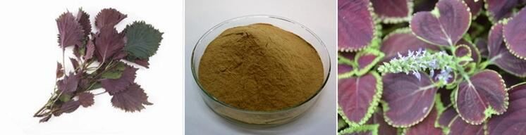 Perilla Extract powder