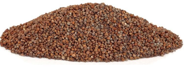 Perilla Seeds Powder Benefits