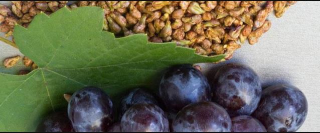 Organic Grape Seed Extract-1