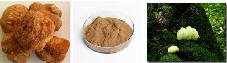 Hericium Erinaceus Powder Benefits