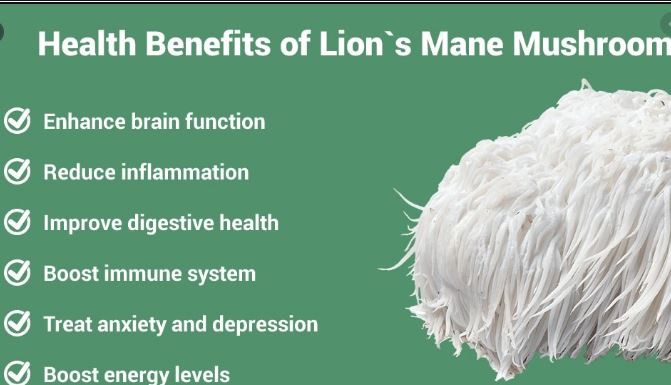 Lions Mane Mushroom Extract Benefits