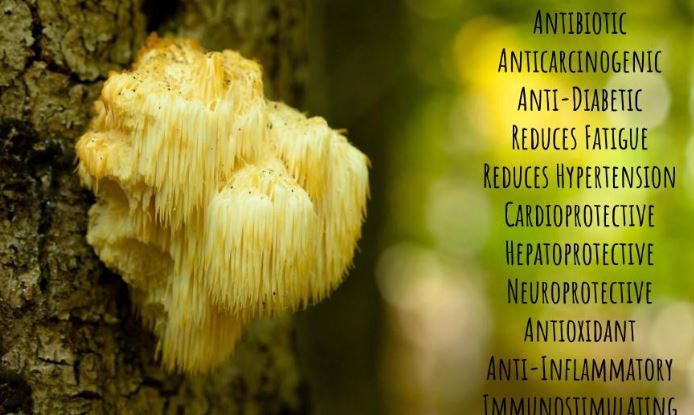 Lion's Mane Extract Benefits