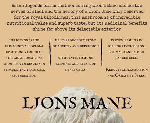 Lion's Mane Extract Powder Benefits