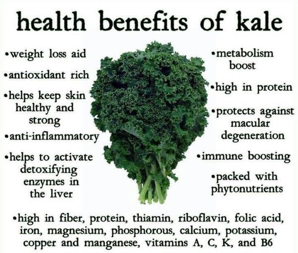 Freeze Dried Kale Powder Benefits