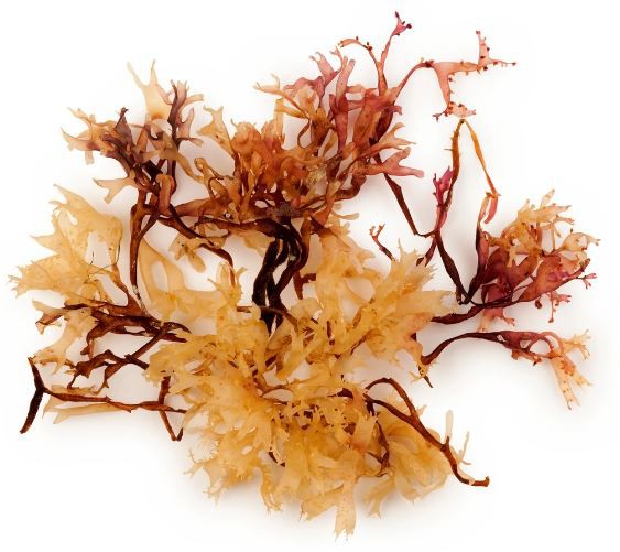 Sea Moss Powder-1